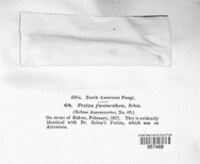 Niptera fuscorubra image